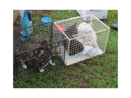 Three cats were found in the flowerbeds outside the Germiston SPCA offices, last Monday, after they had been dumped. They, along with the mother cat and her kittens, had to be caught by SPCA staff.