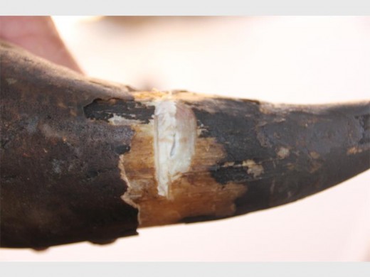 The inside of the horn exposed.