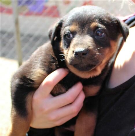 Authorities warn of rising rabies cases, advising pet owners to vaccinate and the public to avoid contact with stray or unfamiliar animals.