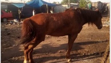 43TBBEHARDHORSE_84603