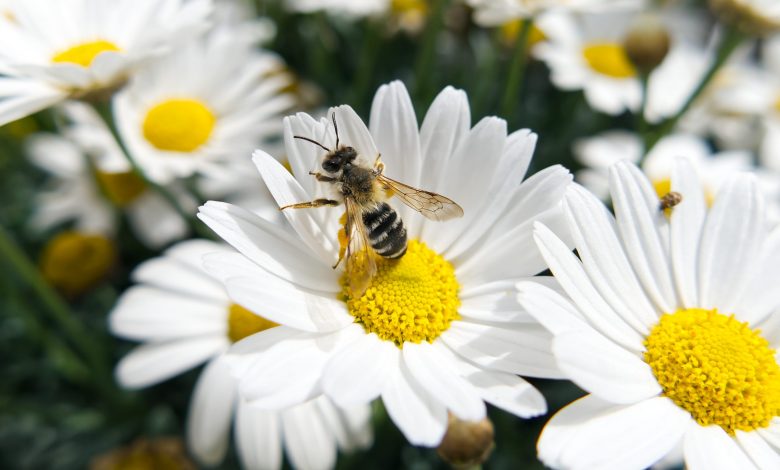 AliceCoetzee -05- 11-2021-gardening -we're planting for butterflies and bees photo 1