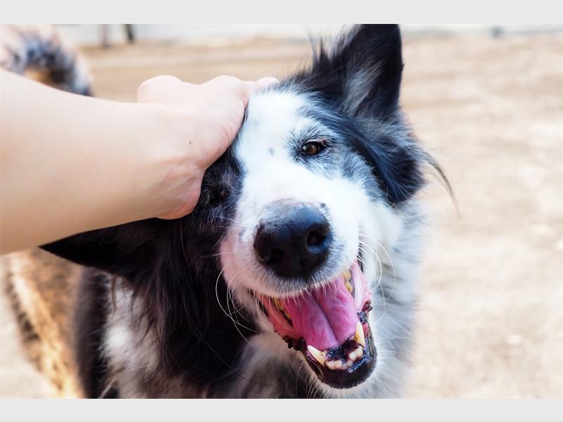 dog_lockdownstress_11390