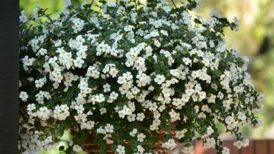 Alice Coetzee - 06-04-2022- gardening - we're planting - photo 1 (Medium)