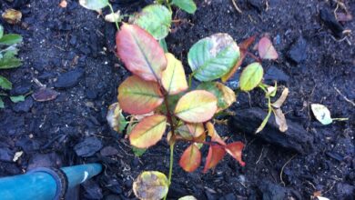 Alice Coetzee -10 -06-2022 - gardening- roses- photo 3