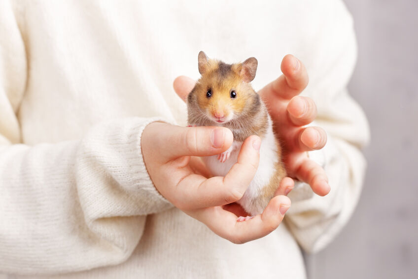 What to consider before buying your child a hamster