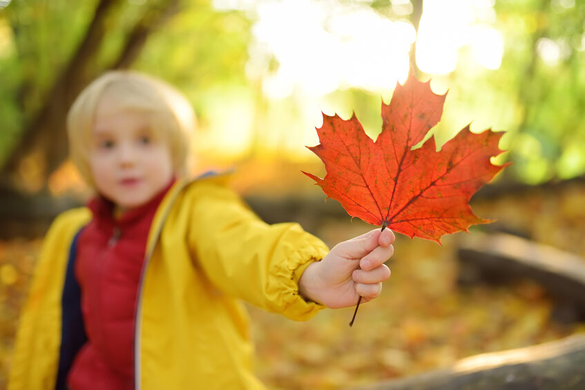 Have fun with your toddler with this leaf printing activity