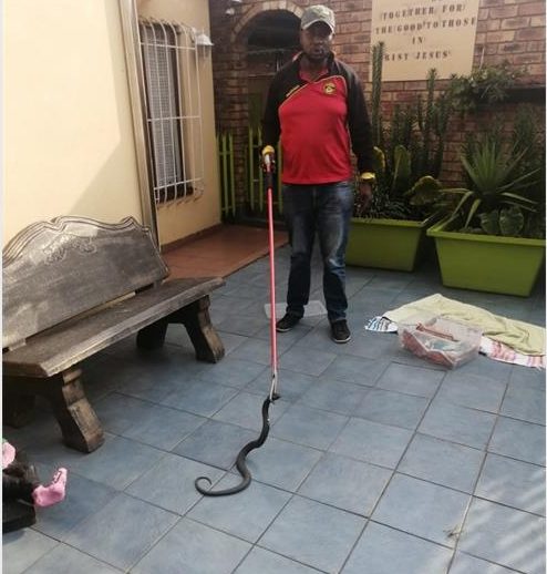 snakes111_90205