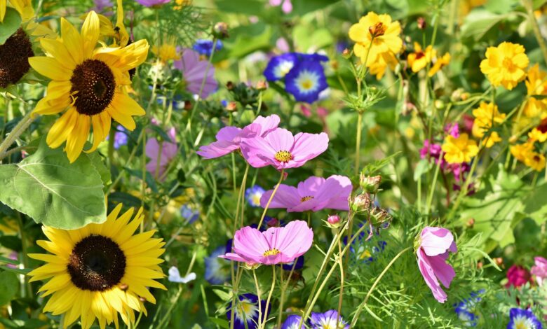 Alice Coetzee - 16-09-2022-gardening- sowing seeds - photo 1