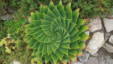 aloe