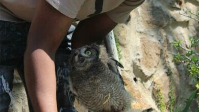 Owls(2)_96481