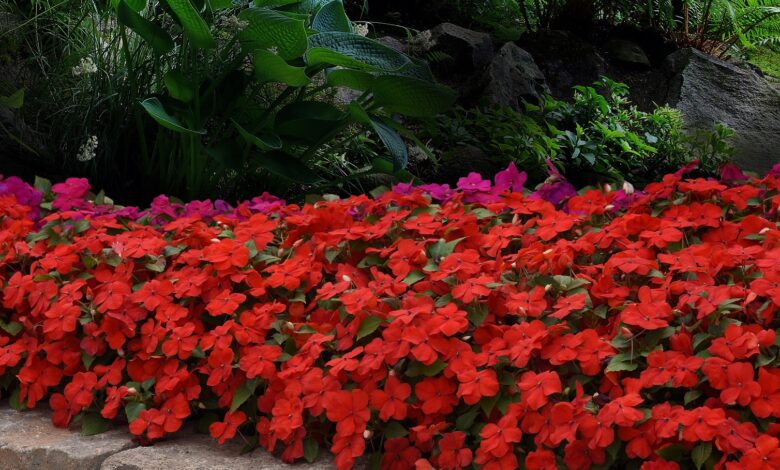 Alice Coetzee - 02-12-2022-gardening- garden flowers photo 1