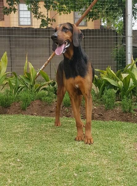 SAPSdogs(1)_28497