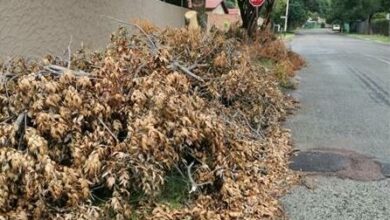 09BEMUNITREESL2_31122