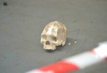 12BECRIMESKULLS_83349