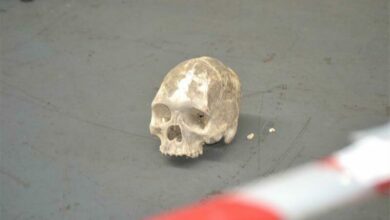 12BECRIMESKULLS_83349