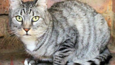 19BECOMMADOPTSL4CAT_74057