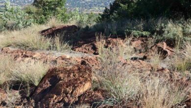 IMG_2554-small_37390