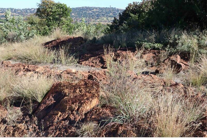 IMG_2554-small_53866