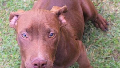 26BEGENADOPTSL3_23881