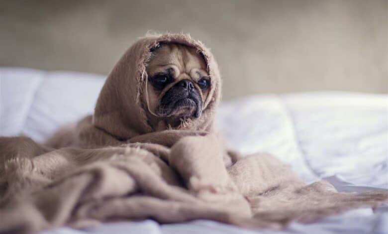 RCL Foods urges caution after stolen batches of condemned pet food surface in eastern Gauteng, warning they may pose serious health risks to pets and humans.