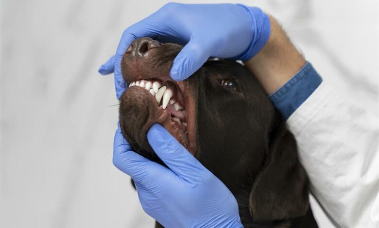 With rabies cases reported in Limpopo and across SA, experts warn that prevention is the only defence. Vaccinating your pets is not just vital – it’s the law.