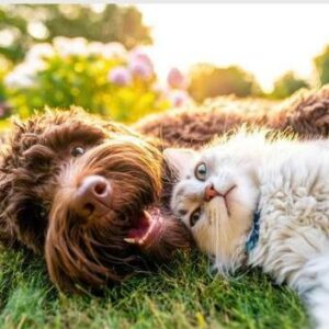 From a Christmas light garden to book fairs and gift-wrapping stations, the SPCA invites residents to enjoy holiday events while supporting rescued animals.