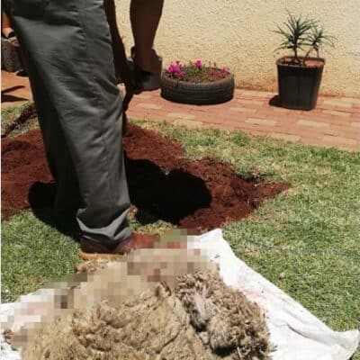 As the festive season approaches, the City of Ekurhuleni reminds residents to observe cultural practices responsibly and in line with public health by-laws regulating the slaughtering of animals.