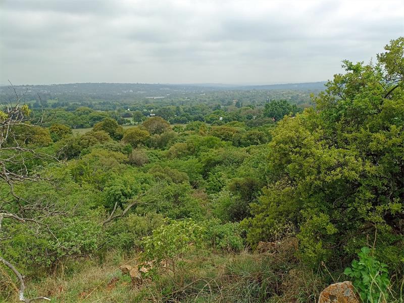 The Melville Koppies will reopen on January 4 with visiting hours from 08:00 to 11:30, offering secure parking at Marks Park and using all entry fees to support the reserve’s maintenance.