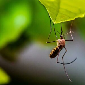 The Gauteng Health Department is reminding residents to take preventive steps before visiting malaria-endemic areas and to seek professional advice at travel clinics.