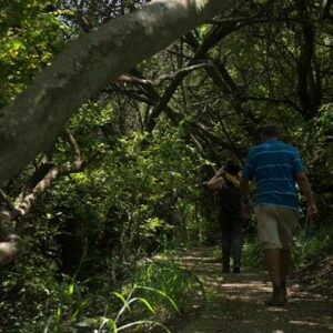 From shaded forest trails to open grasslands, Melville Koppies offers guided and self-guided hikes, storytelling and family-friendly outdoor fun every Sunday morning.
