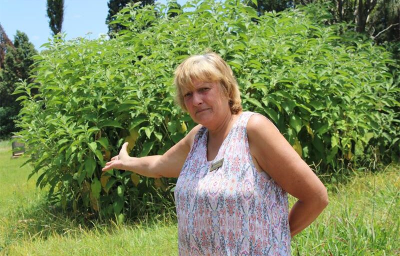 Residents say neglected graves and a damaged fence at Primrose Cemetery show a lack of maintenance, while the ward councillor urges patience during routine servicing.