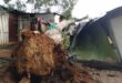 A large tree collapsed onto several shacks in the Makause informal settlement in Primrose, leaving multiple people injured and one person dead.