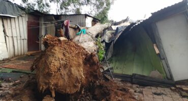 A large tree collapsed onto several shacks in the Makause informal settlement in Primrose, leaving multiple people injured and one person dead.