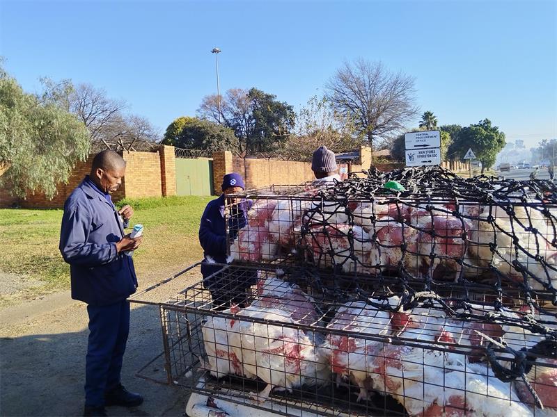 From vaccinating pets and providing food to rescuing distressed animals, the Germiston Bedfordview SPCA highlighted the impact of community partnerships on animal welfare.