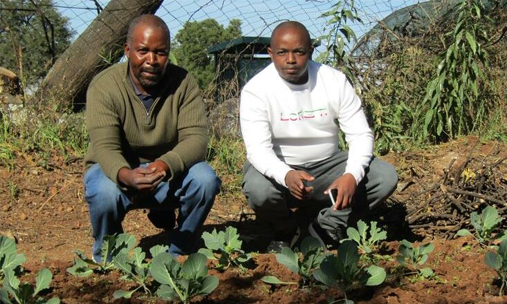 Supported by the Gauteng Department of Agriculture, Ezibeleni School's garden project is equipping learners with disabilities with agricultural knowledge and greater self-sufficiency.