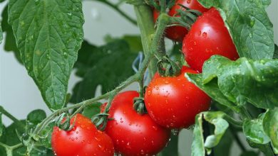AliceCoetzee - 15-10-2021-gardening- gardening for health photo 1 (Medium)