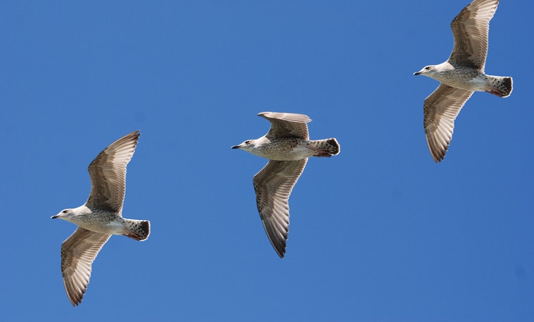 birds