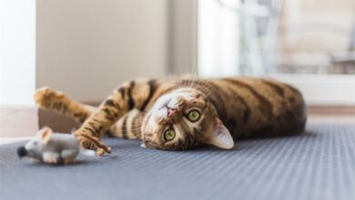 catplaying_60868