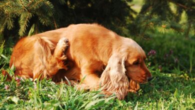 ElanaWagner-07-01-2022-Pets-Allergies.1 (Medium)