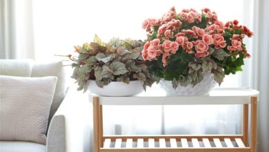 Styling Elize Eveleens - Klimprodukties