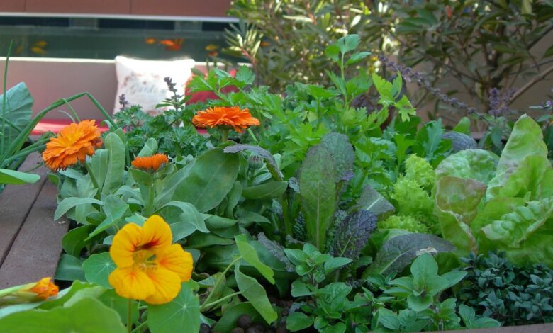Alice Coetzee -13-05-2022-gardening-grow your own photo 1