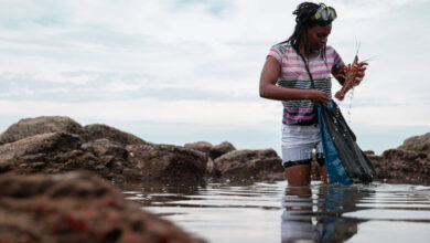 Co-op fisher with east coast rock lobster (landscape)