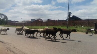 46BACRIMEGOATS(_57475