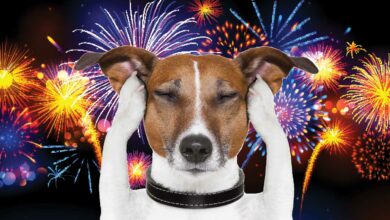 dog-fireworks