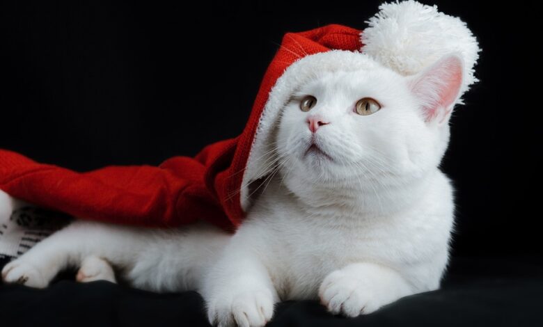 Safety tips for pets