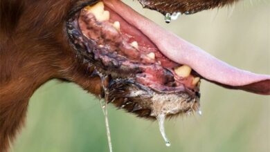 rabies_04069