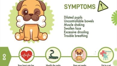 Snakebiteinfogram_29756