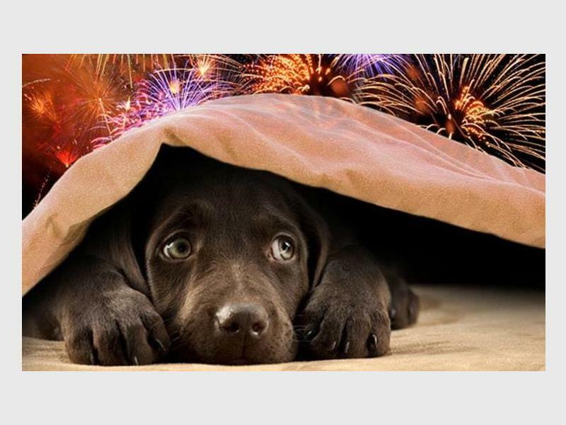petsandfireworks_08_51092