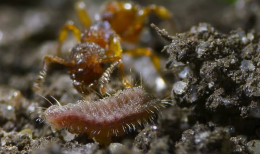 Ant