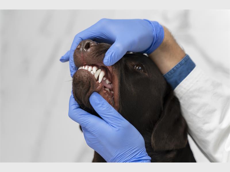 Rabies is fatal but preventable. Pet owners are urged to vaccinate, stay alert and act fast if animals are exposed.